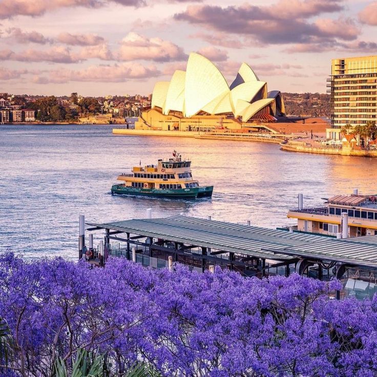 Mùa hoa Jacaranda đón xuân nước Úc: SYDNEY - MELBOURNE